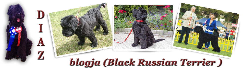 Diaz blogja ( Black Russian Terrier)